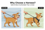 Harness vs Collar
