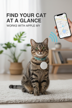 Cat wearing a collar with a round pet tracker